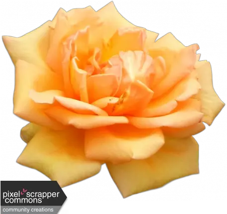 Peach Spring Rose Graphic By Nichole Kidd Pixel Scrapper Fresh Png Spring Flower Png