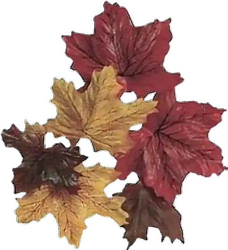 Fall Leaves Leaf Autumn Windy Cold Breeze Plant Stem Maple Leaf Png Fall Leave Png