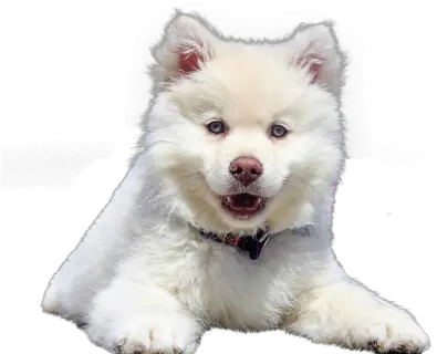 Png Images Pngs Icons Clipart Icon Transparent Pomsky Dog Pomeranian Icon