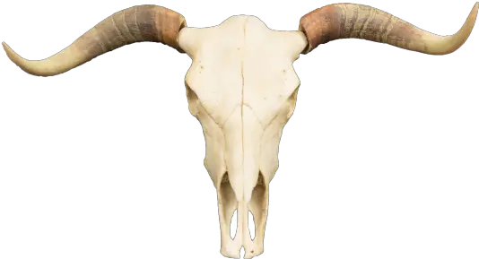 Hd Polyresin Steer Skull Skull Free 572151 Png Images Transparent Bull Skull Png Cow Transparent Background