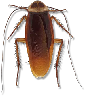 American Cockroach Cockroach Png Cockroach Transparent