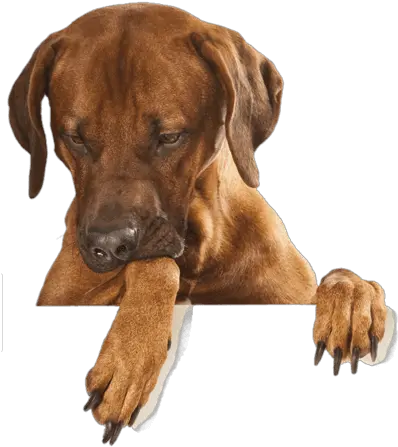 Dog Clipart Png Images Transparent