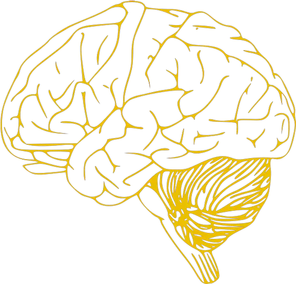 Download Hd Human Brain Icon Left Hemisphere Of Brain Brain Vector Art Svg Png Human Brain Png
