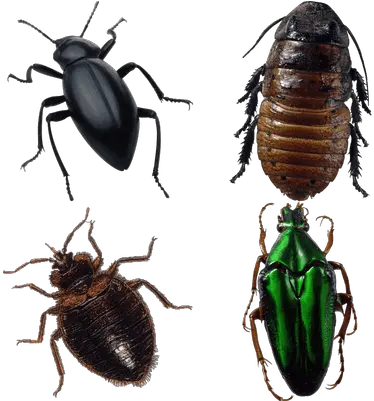 Bugs Clipart Png Images