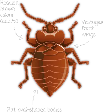 Bed Bug Png Cartoon Transparent Bed Bugs Bugs Png