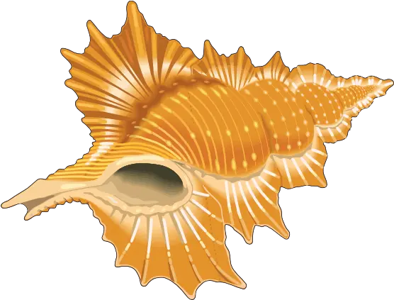 Download Shells Seashell Cartoon Vector Seashells Cipart Png Sea Shell Png