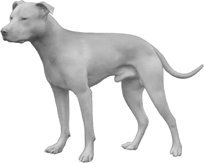 Dog Breed American Pit Bull Terrier Dog Breed Png Pit Bull Png