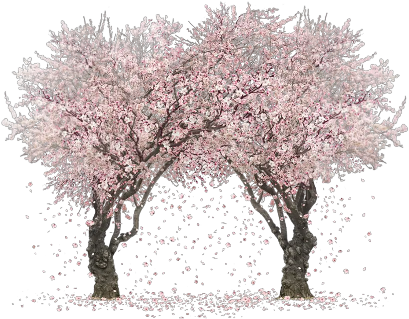 Sakura Tree Png Clipart Images Gallery Happy Kiss Day 2021 Sakura Tree Png