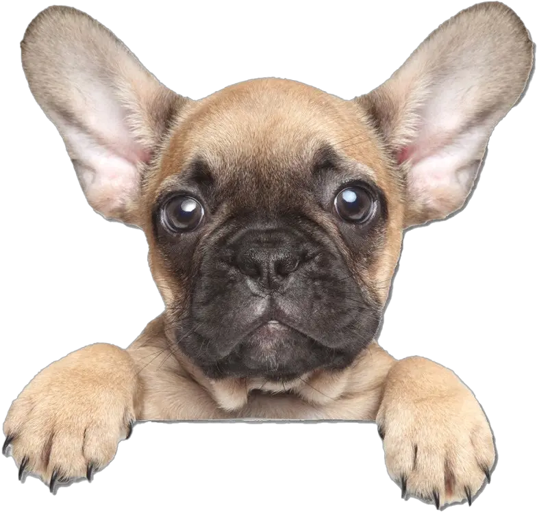 Golden French Bulldog Png Clipart French Bulldog Png Transparent French Bulldog Png