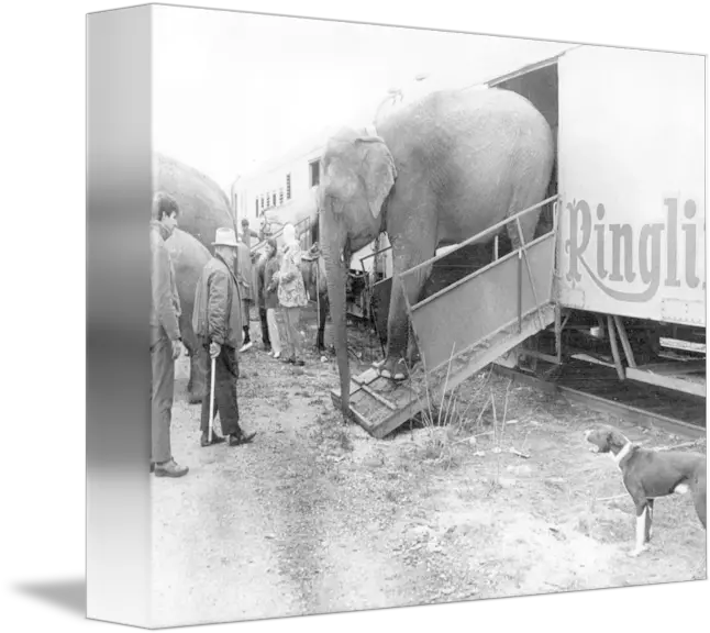 Vintage Circus Elephant Unloading By Retro Images Archive Indian Elephant Png Circus Elephant Png