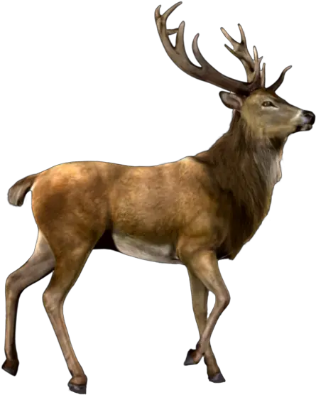 Deer Nature Antlers Antler Animals Sticker By Proomo Elk Png Reindeer Antlers Transparent