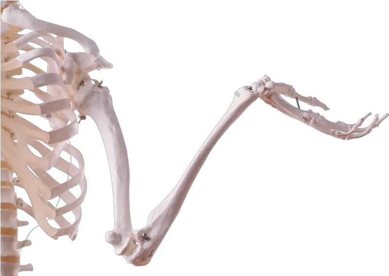 Dinosaur Bones Png Transparent Skeleton Arm Png Skeleton Arm Png