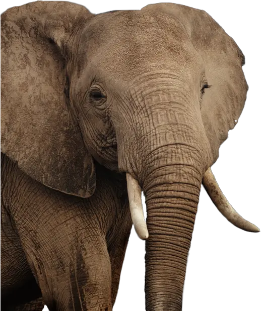 Elephant Png Indian Elephant Elephant Transparent Background