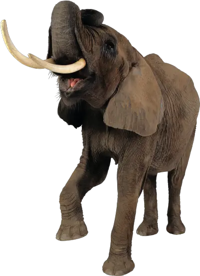 Download Elephant Free Png Transparent Image And Clipart Elephant Png Elephant Transparent Background