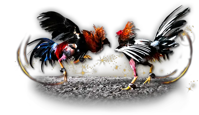 Gamecock Chicken Cockfight Gambling Ch 1283517 Png Cock Fight Png Chicken Clipart Png