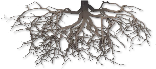 Download Hd Scientific Medical Roots Tree Png Transparent Tree Roots Png