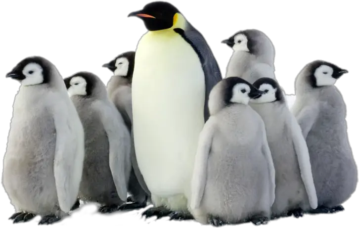 Penguin Png Pic Arts Penguins Png Penguin Png
