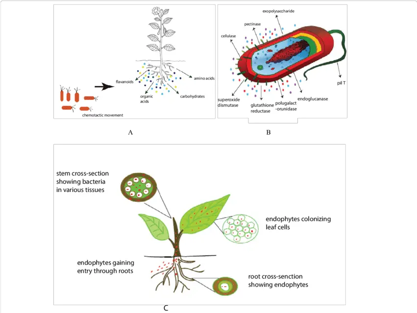 A Chemotactic Movement Of Bacteria Towards Plant Roots In Chemotactic Movement In Plants Png Bacteria Transparent Background