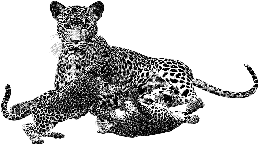 Jaguar Clipart Leopard Spot Picture 1428273 Cheetah Cub Png Cheetah Png