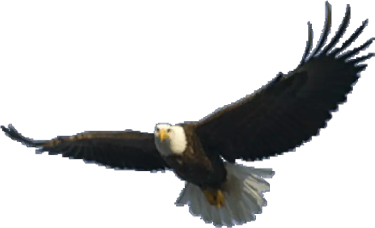 Eagle Png Image Eagle Flying Transparent Background Bald Eagle Png