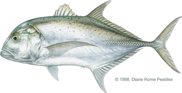 Bible Book Png Transparent Bookpng Images Pluspng Trevally Png Bass Fish Png