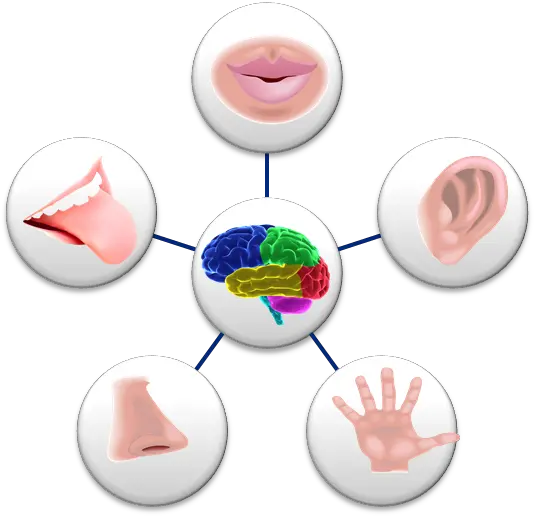 5 Senses Transparent Our Senses Png 5 Senses Icon