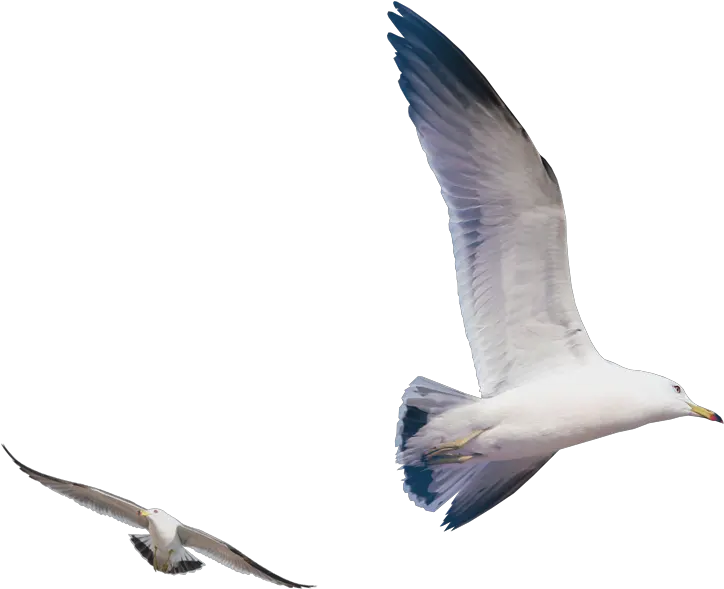 Gulls Bird Flying Seagull Png Download 723723 Free Flying Seagull Png Seagull Png