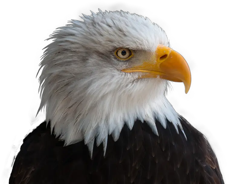 Bald Eagle Bird Raptor Bill Transparent Bald Eagle Png Bald Eagle Transparent