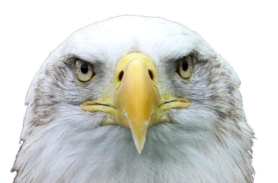 Adler White Tailed Eagle Bald American Eagle Head Png Eagle Head Png