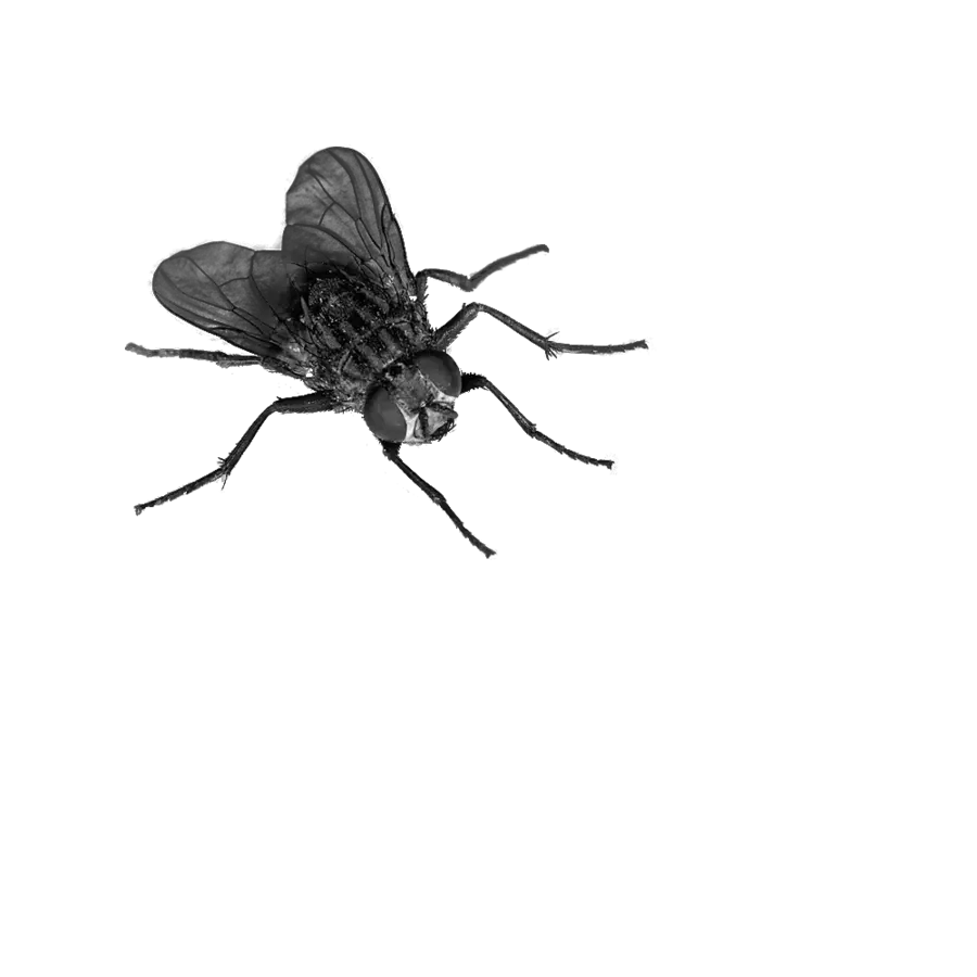 Download Fly Png 4 Hq Image In Transparent Background Fly Png Smoke Texture Png