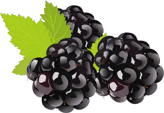 Black Grapes Png Hd Image Free Download Black Berry Clipart Png Grapes Png