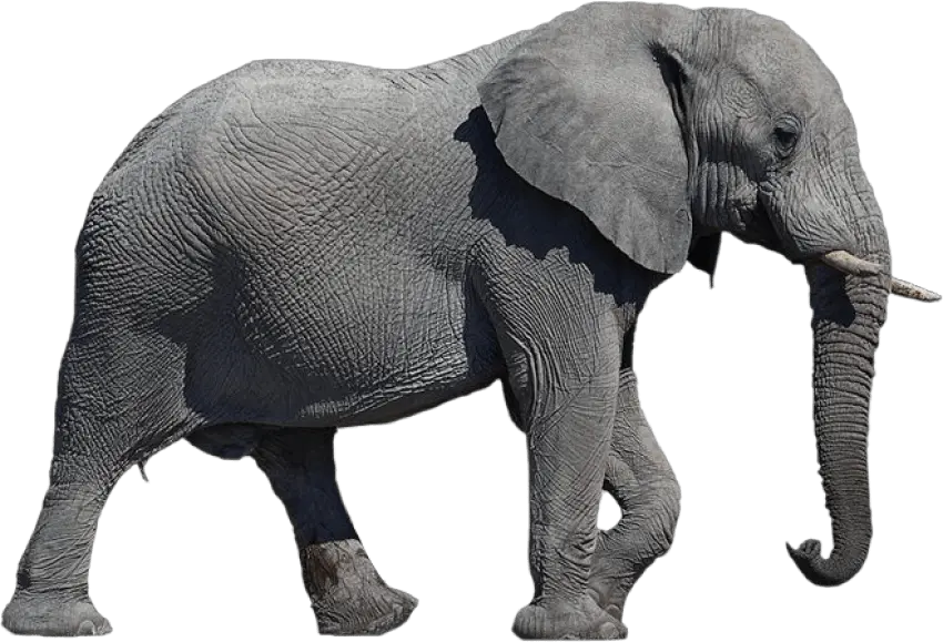 Download Elephant Transparent Background Png Elephant Transparent Background