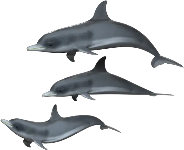 Png Dolphin Group Transparent Background Dolphin Transparent Background