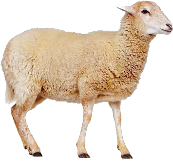 Sheep Png Free Download