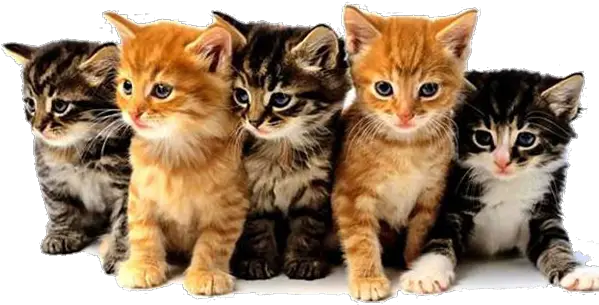 Download Hd Feline Panleukopenia Virus Animal Programs On Tv Png Kittens Png