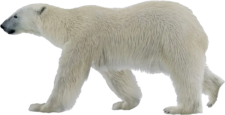 Polar Bear Png Photo