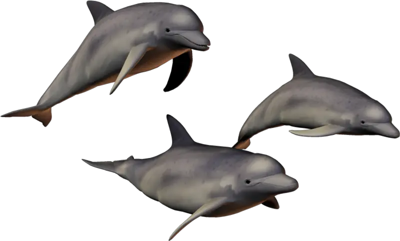 Background Dolphin With Transparent Background Png Dolphin Transparent Background