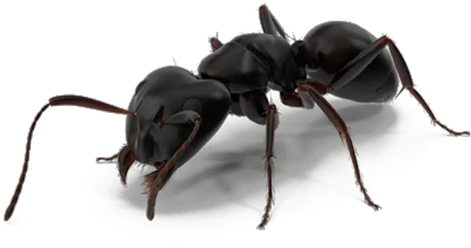 Ant Man Spiderman Black Ants Png Download 10001000 Ants On White Background Ants Png