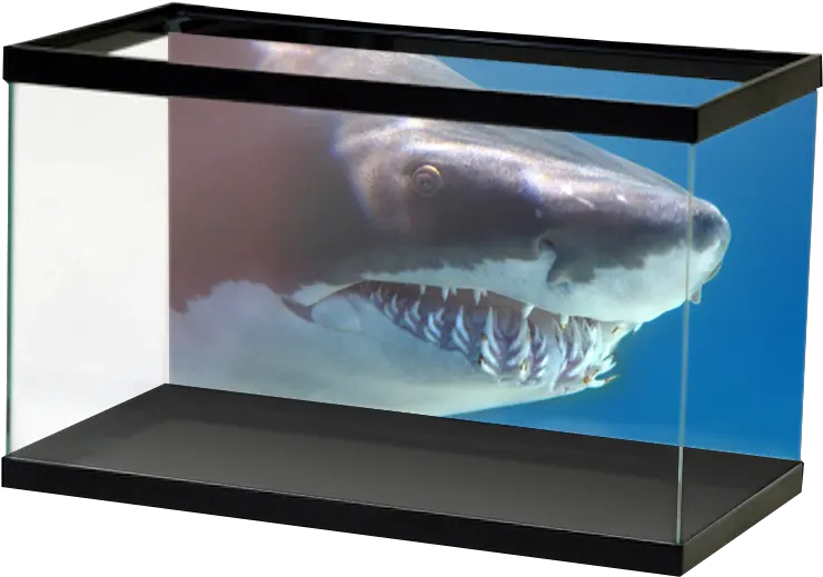 Shark Background Aquarium Aquarium Backgrounds Football Png Shark Transparent Background