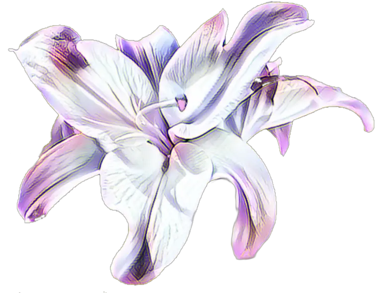 Transparent Background Lavender Flowers On Transparent Png Lily Transparent Background