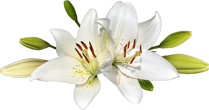 Lily Png Transparent Easter Lily Transparent Background Lily Transparent Background