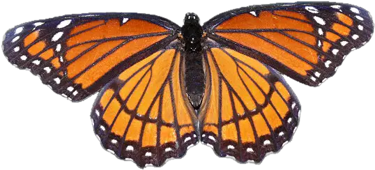Download Hd Monarch Butterfly Monarch Butterfly Tumblr Png Butterfly Transparent