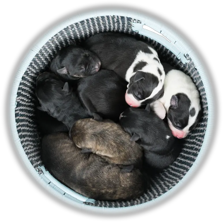 Donate American Pit Bull Foundation Png Icon