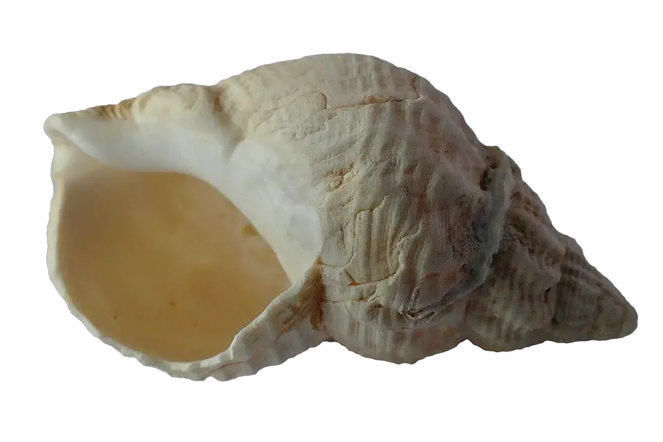 Seashell Png 39 Png 7059 Free Png Images Starpng Caracola Alta Resolucion Png Seashell Png