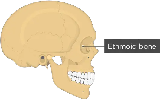 The Skull Bones Lateral View Sphenoid Bone Lateral View Png Skull Transparent Png