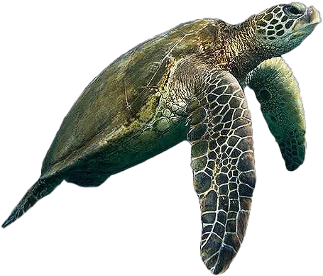 Turtle Background Png Play Transparent Background Turtle Png Sea Turtle Png