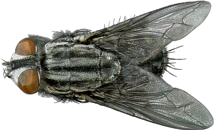 Flies Facts U0026 Information Hulett Pest Control Flesh Fly Png Fly Transparent