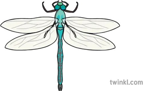 Ks1 Minibeast Continuous Provision Challenge Display Pack Dragonfly Png Dragonfly Png
