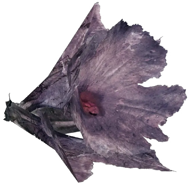Melon Bloom Fallout 76 Melon Bloom Location Png Fallout 4 Honeycomb Icon