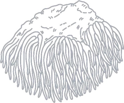 Nurolift Lions Mane Mushroom Supplements U2013 Mushrooms Sketch Png Mushroom Icon